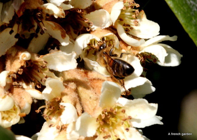 Honey bee in Neflier du Japon