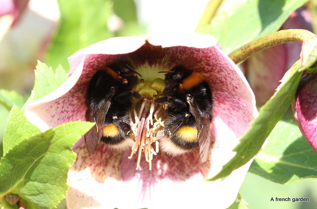 Two bumble bees inside Hellebore