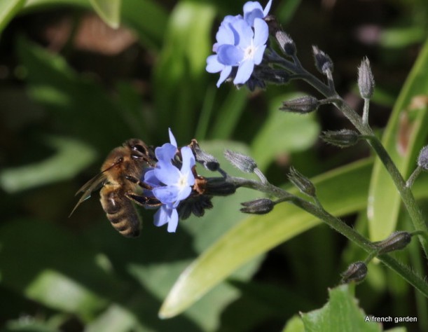 Bee on Forget-me-not