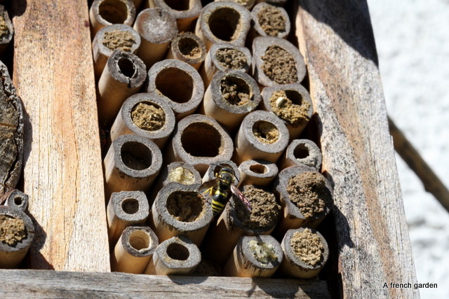 Wasp in bee house