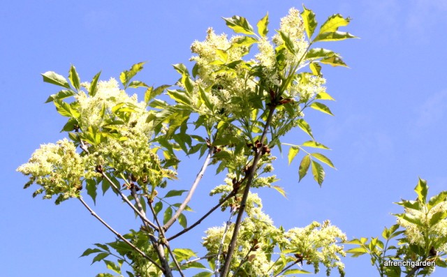 Flowering Ash Tree