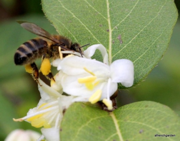 Honeybee on winter honeysuckle (3)