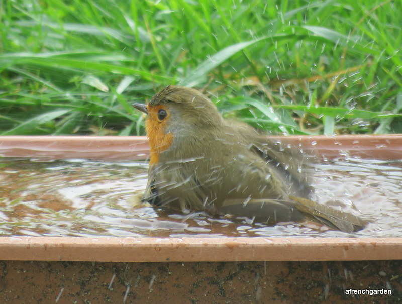 Robin bathing 1 (2)